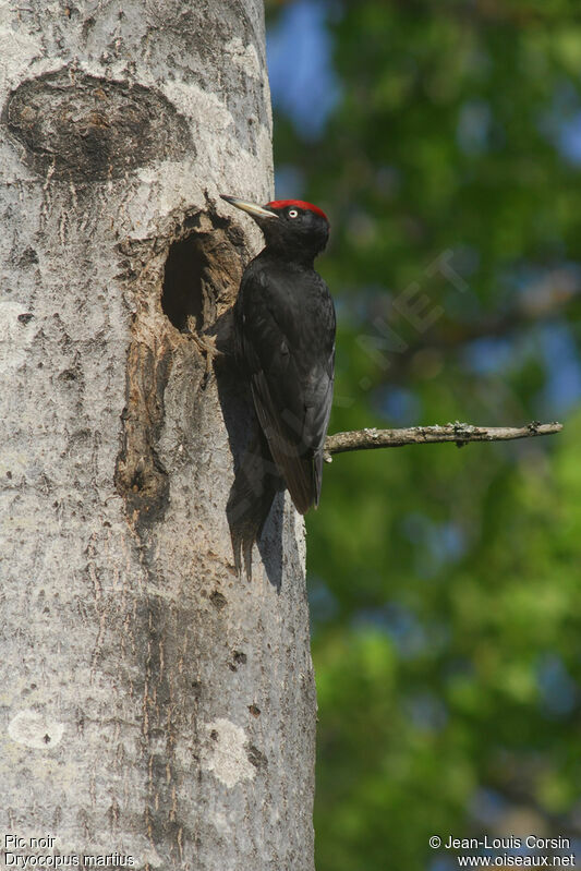 Black Woodpecker male