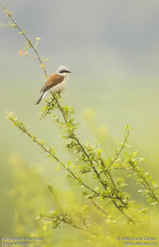 Red-backed Shrike male adult