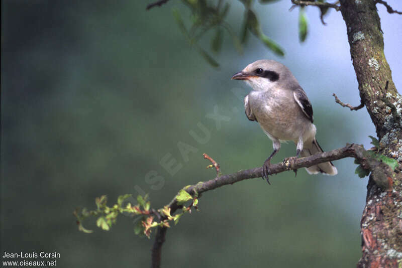 Great Grey Shrikejuvenile, identification