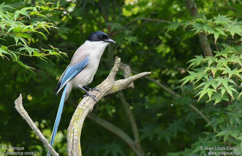 Iberian Magpie