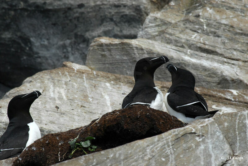 Razorbill