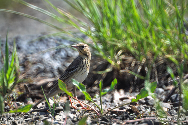 Tree Pipit