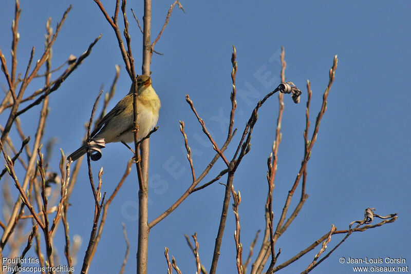 Willow Warbler