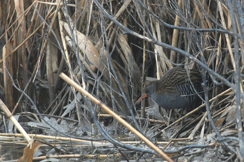 Water Rail