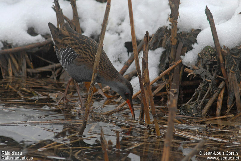 Water Rail