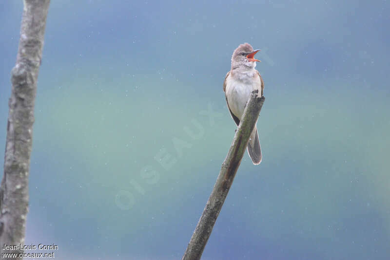 Great Reed Warbler male adult, song, Behaviour