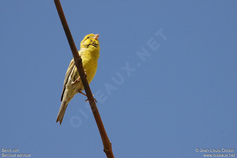 European Serin