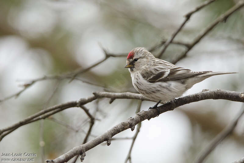 Arctic Redpoll female adult breeding, identification