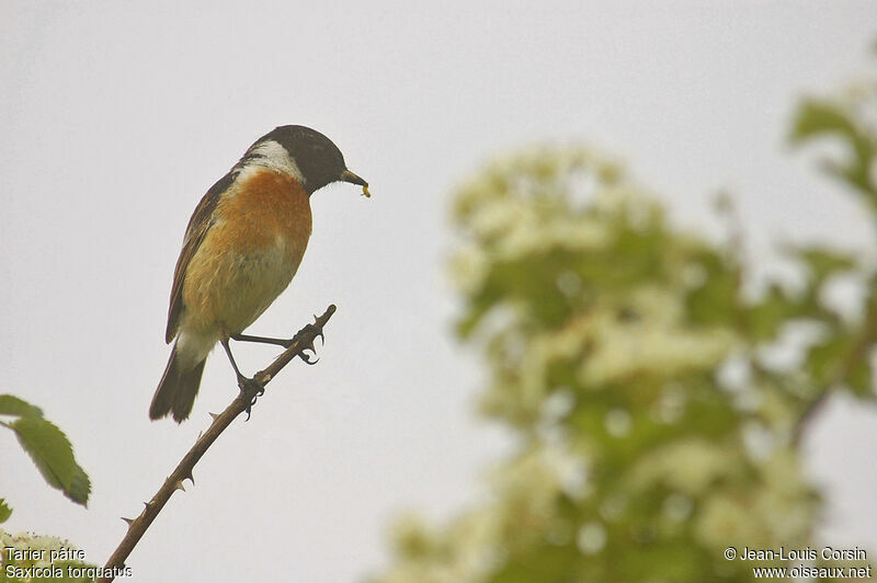 European Stonechat