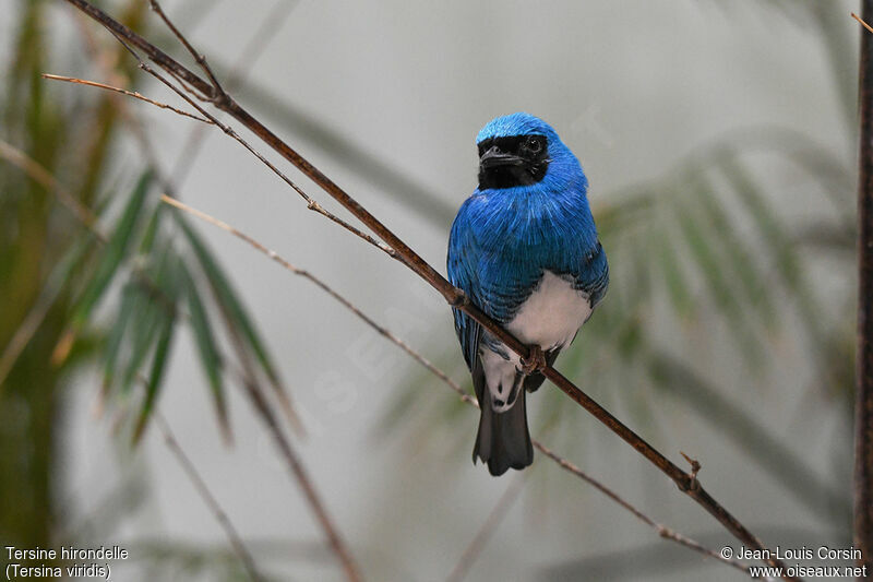 Swallow Tanager