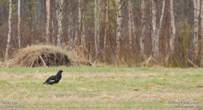 Black Grouse