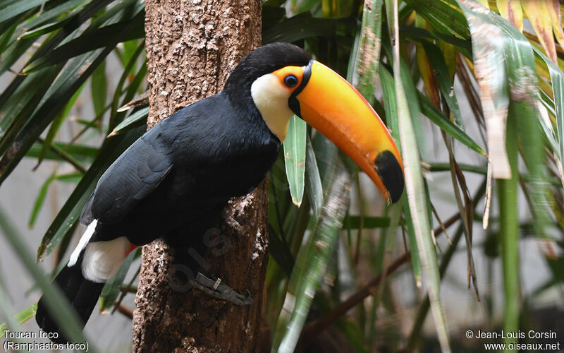 Toco Toucanadult