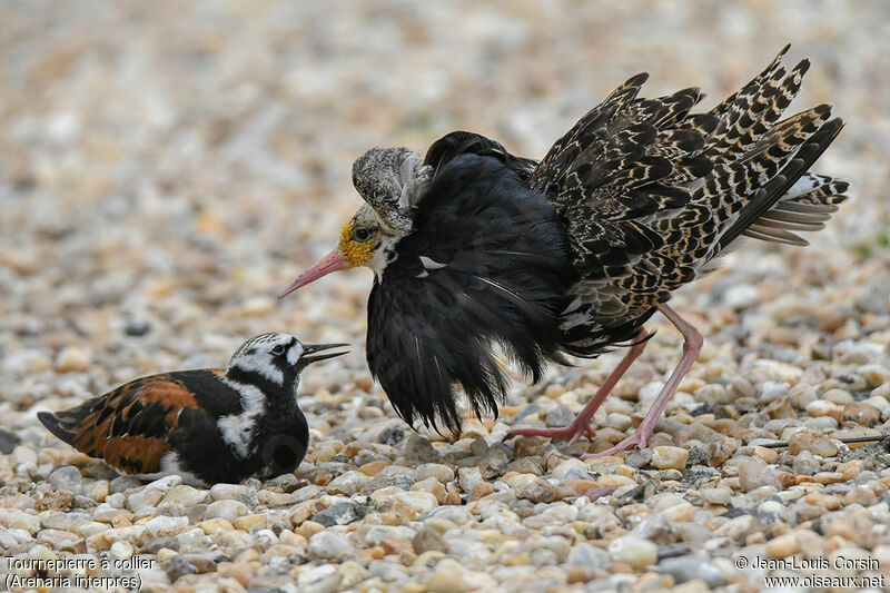 Ruddy Turnstone