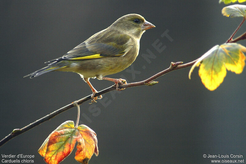 European Greenfinch female adult