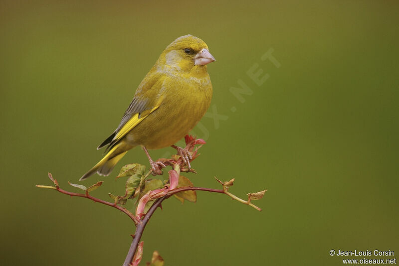 European Greenfinch