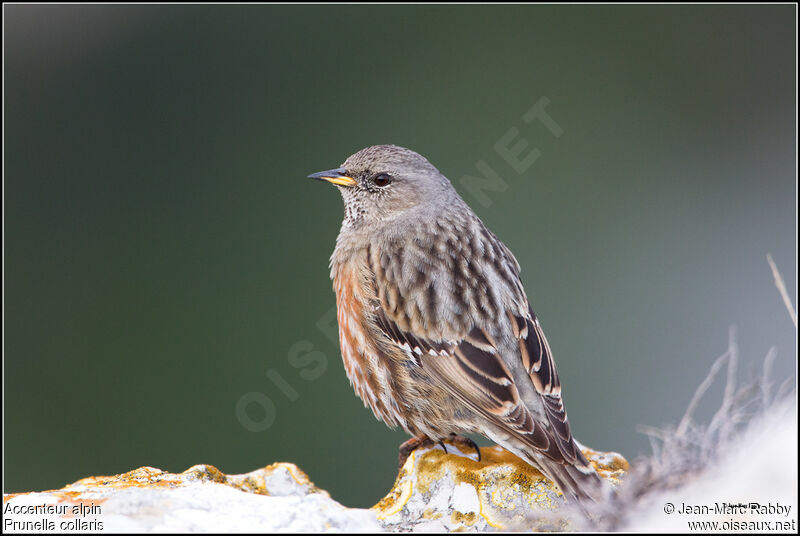 Alpine Accentor, identification