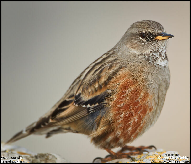 Alpine Accentor, identification