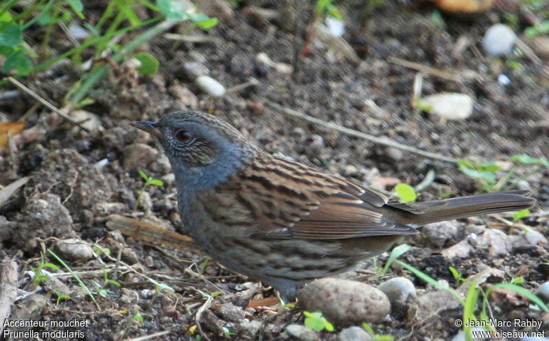 Dunnock