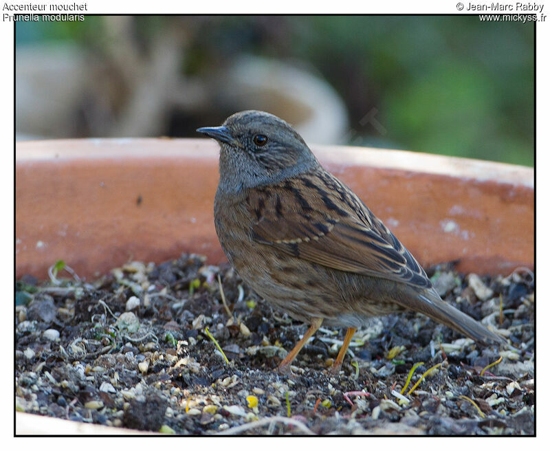 Dunnock, identification