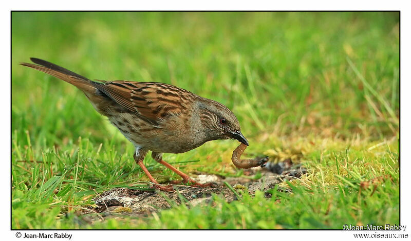 Dunnock, identification