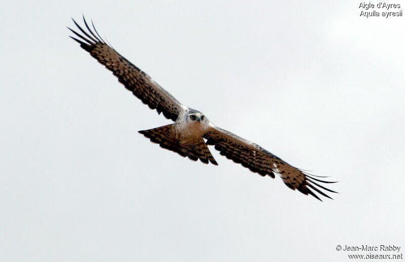 Ayres's Hawk-Eagleadult, Flight