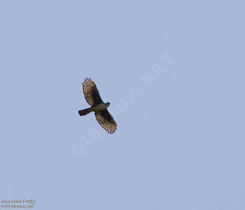 Aigle de Cassinadulte, Vol