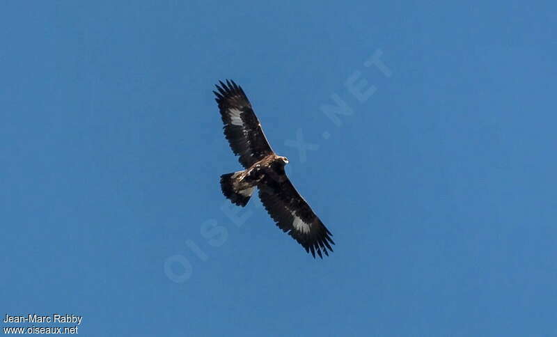 Golden Eaglejuvenile, Flight