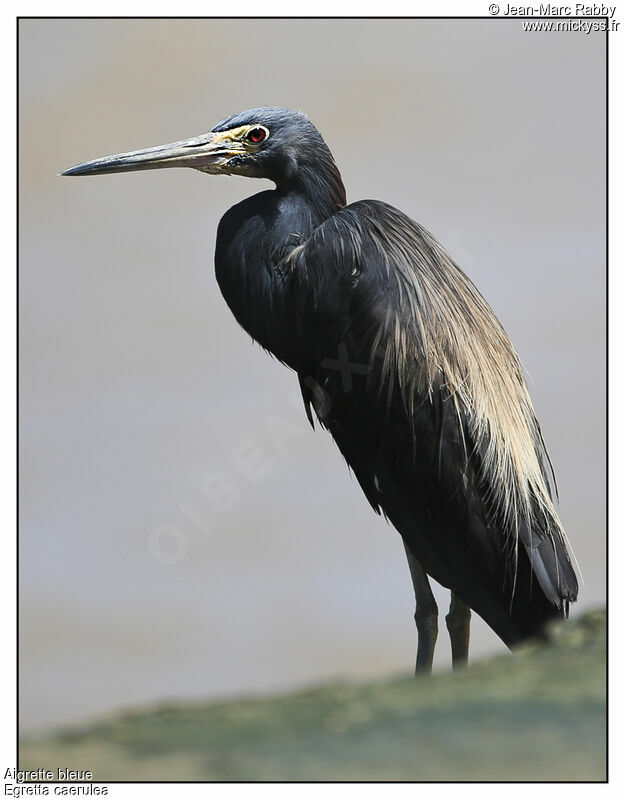 Aigrette bleue, identification