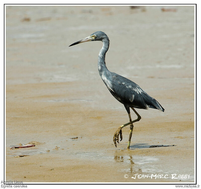 Little Blue Heron, identification