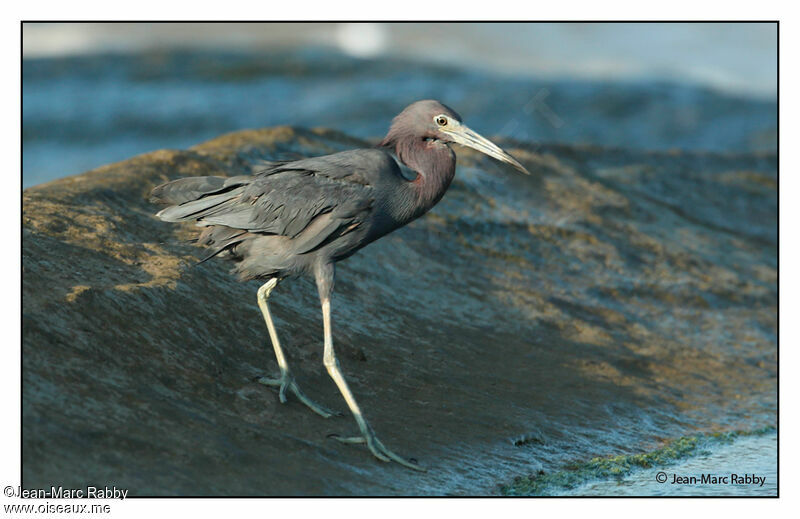 Aigrette bleue, identification