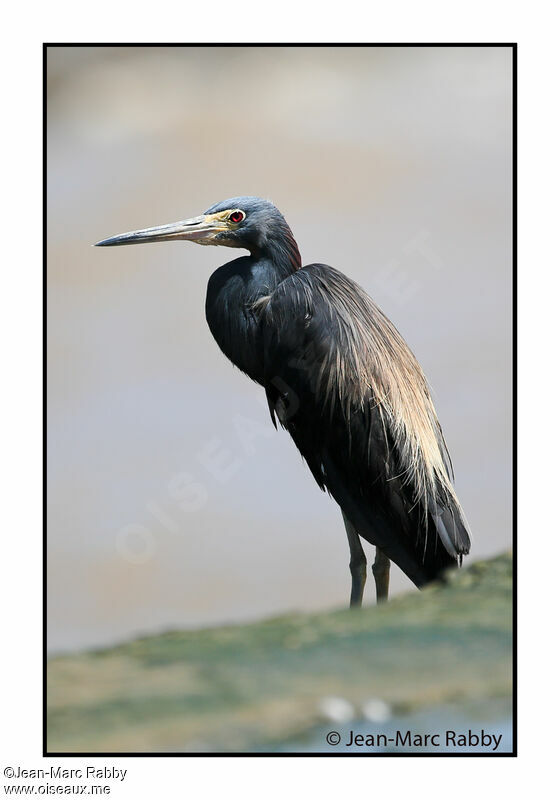 Little Blue Heron, identification