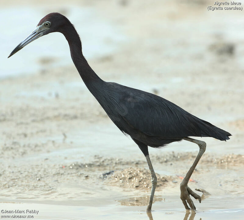 Aigrette bleue