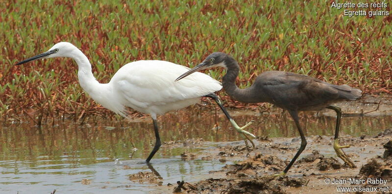 Western Reef Heron