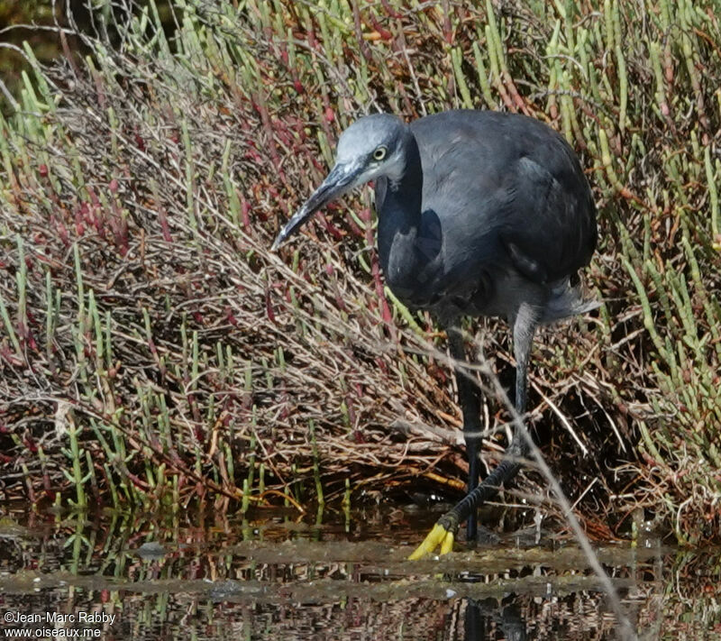 Aigrette des récifs