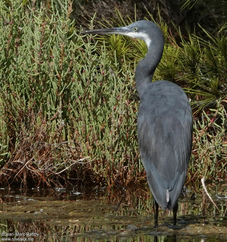 Aigrette des récifs