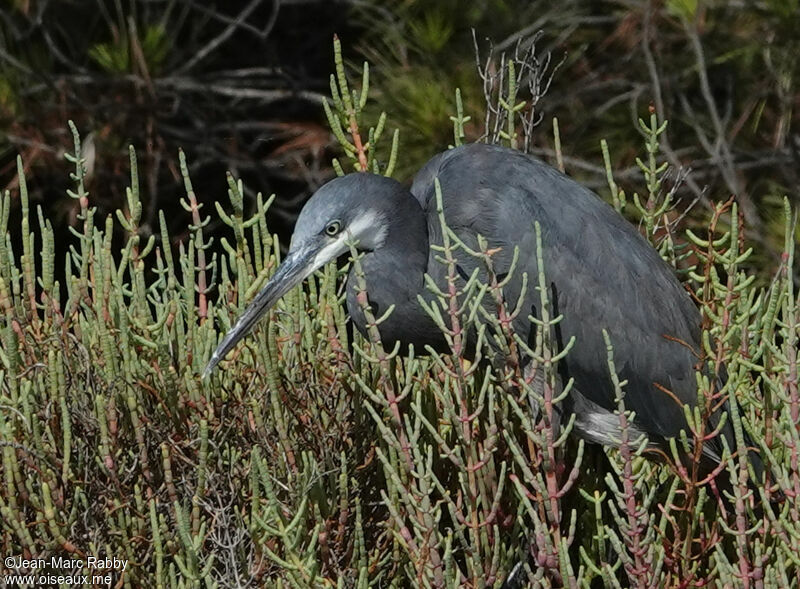 Western Reef Heron