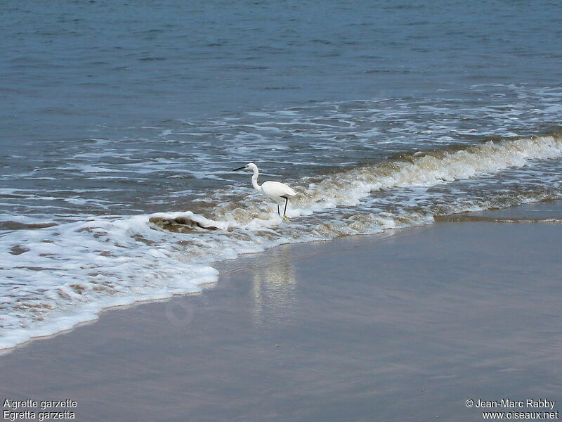 Aigrette garzette