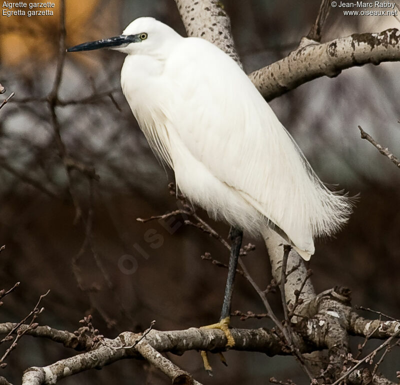 Little Egret, identification