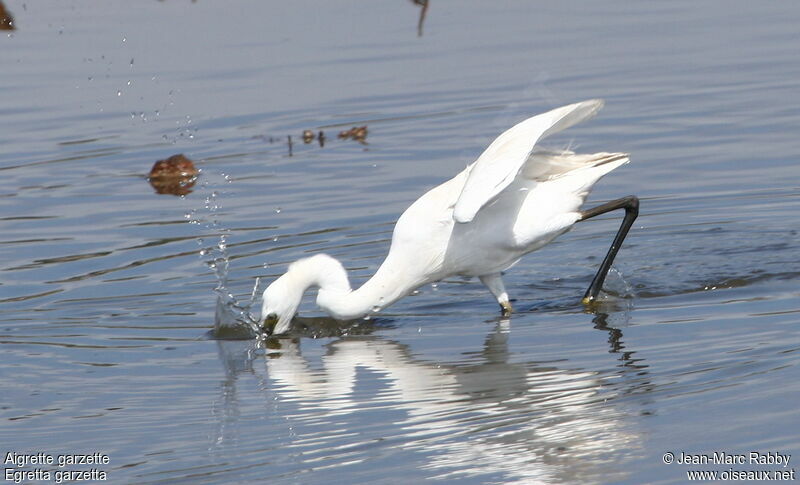 Little Egret