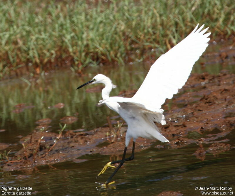 Aigrette garzette