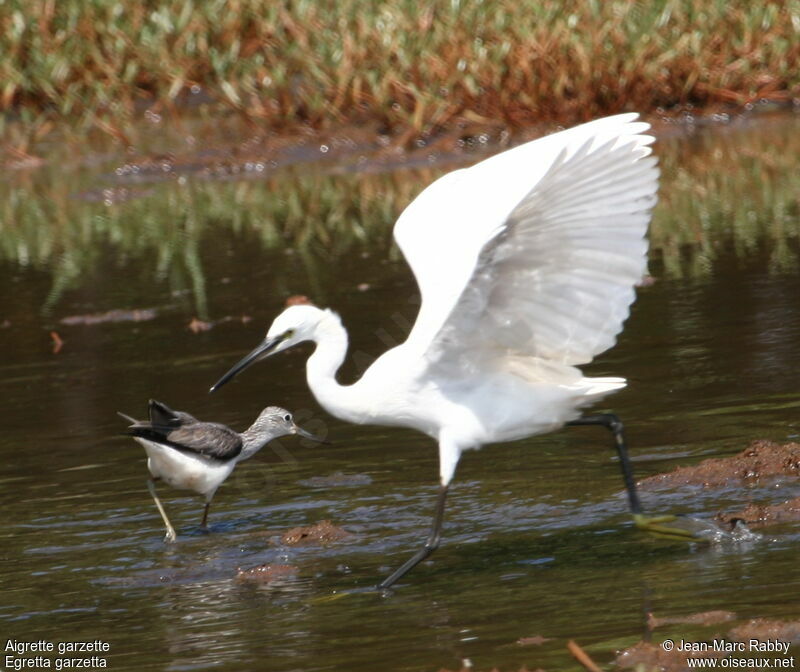 Little Egret, identification