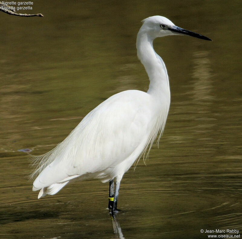 Aigrette garzette, identification