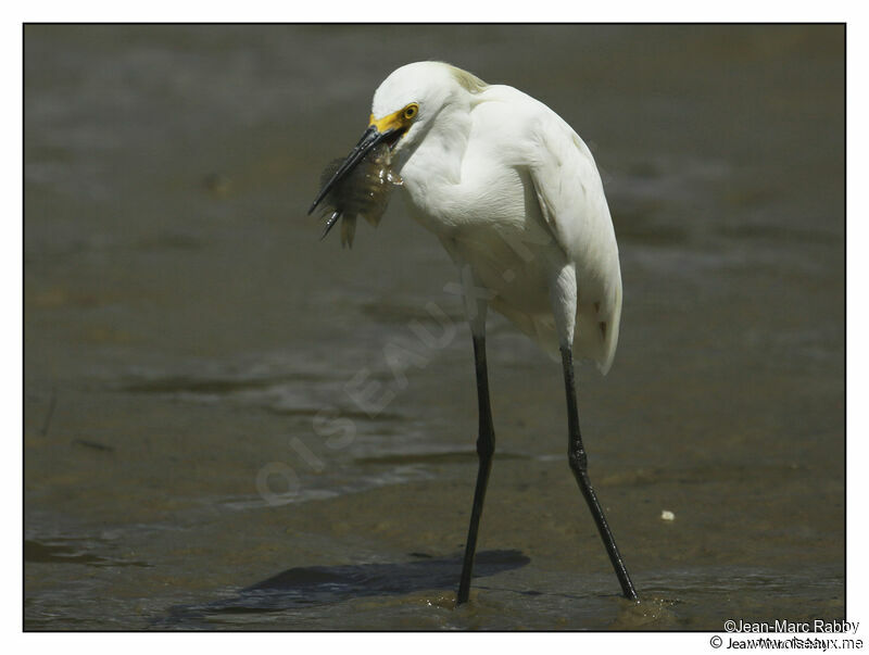 Aigrette garzette, identification