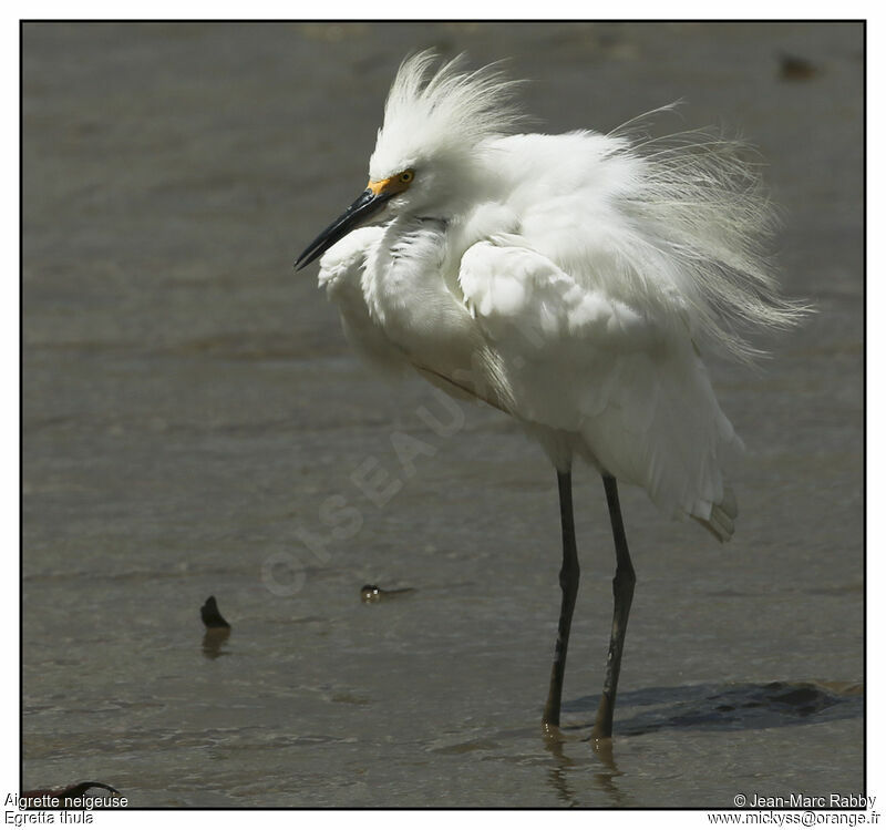 Snowy Egret, identification