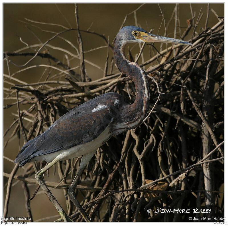 Aigrette tricolore, identification