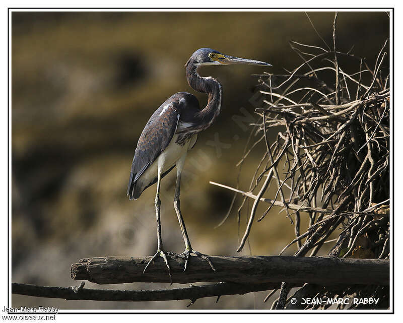 Tricolored Heron, identification