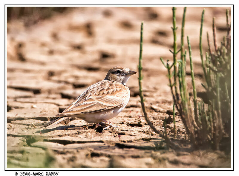 Greater Short-toed Lark, identification