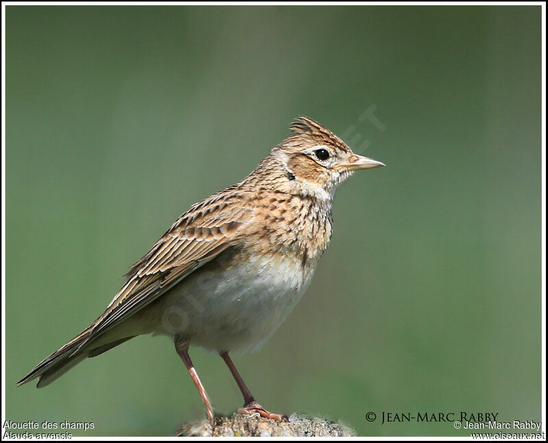 Eurasian Skylark, identification