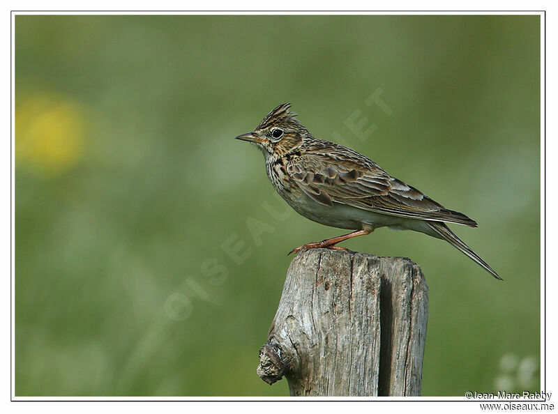 Eurasian Skylark, identification