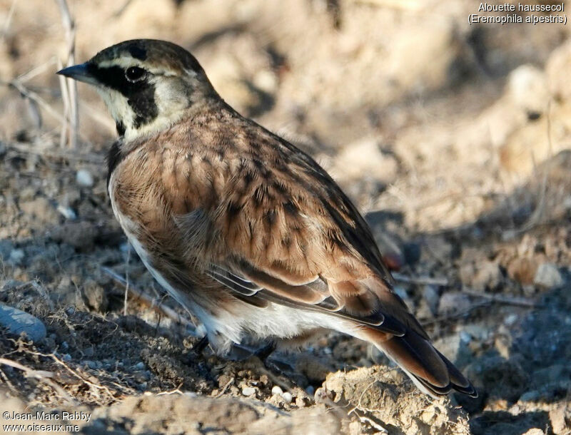 Horned Lark